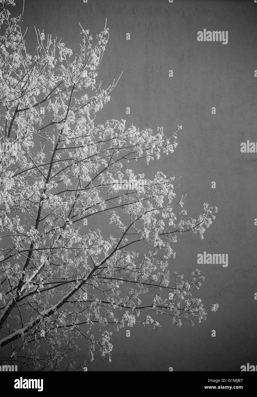 Image en noir et blanc du givre sur un arbre d'hiver le matin. Banque D'Images