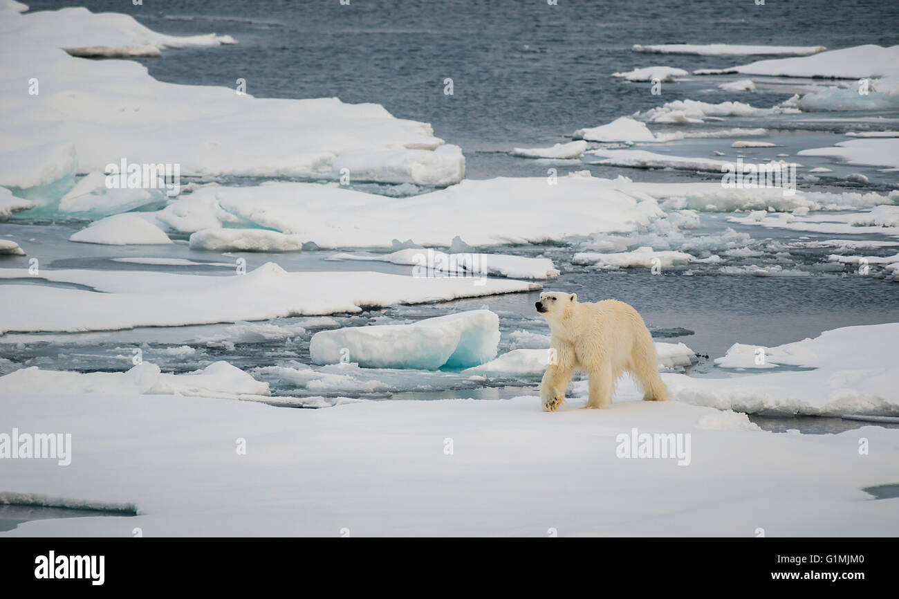 L'ours blanc, Ursus maritimus, patrouiller la banquise dans la mer Arctique, au Svalbard. Banque D'Images
