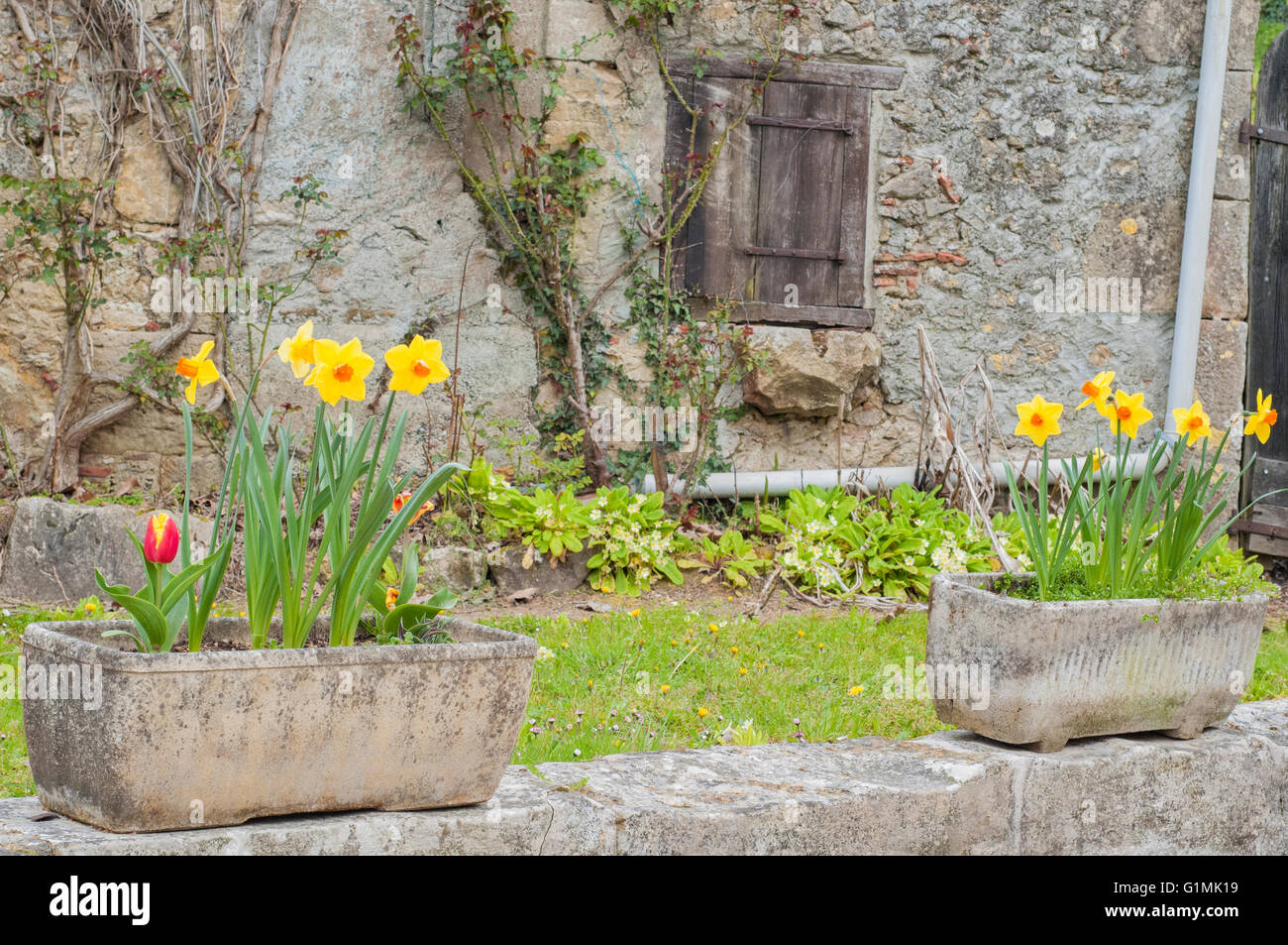 Jonquilles jaune et rouge dans une pierre jardinières à la ville médiévale de Labastide d'Armagnac. La France. Banque D'Images