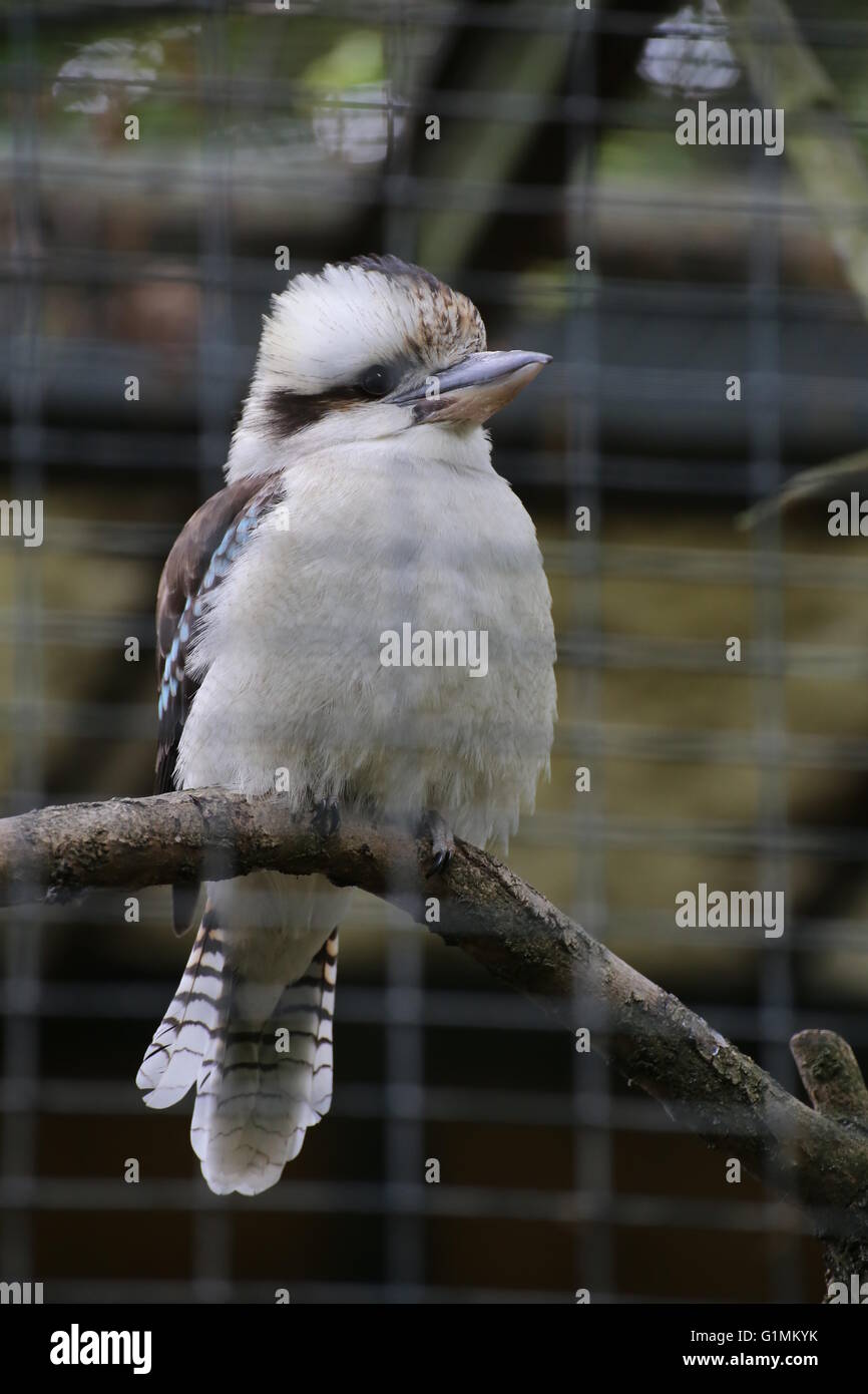 Un kookaburra Dacelo novaeguineae (rire) dans une cage. Banque D'Images