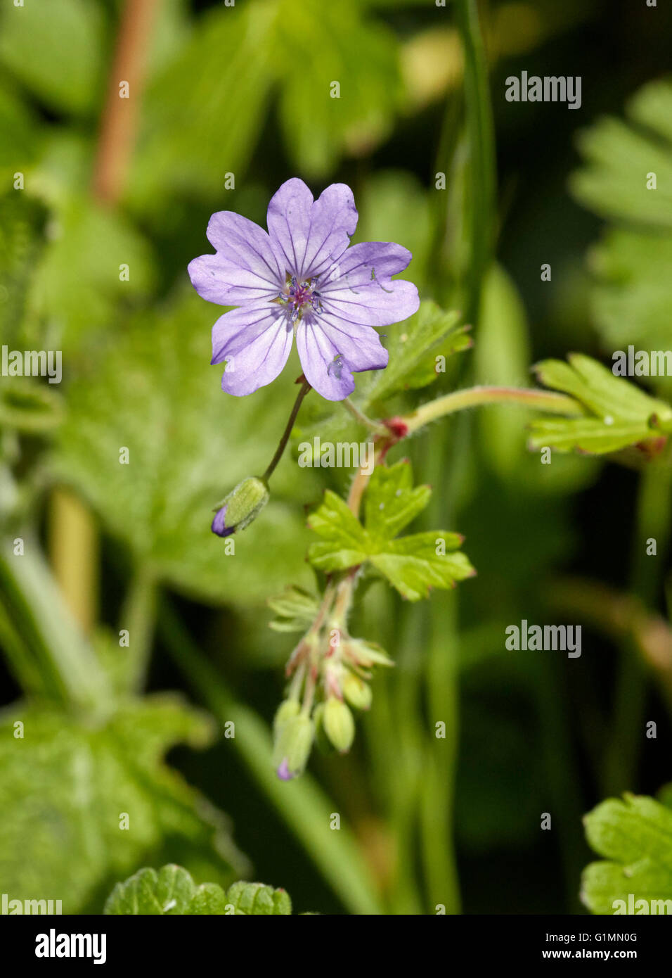 Haie Crane's-bill. Hurst Meadows, West Molesey, Surrey, Angleterre. Banque D'Images