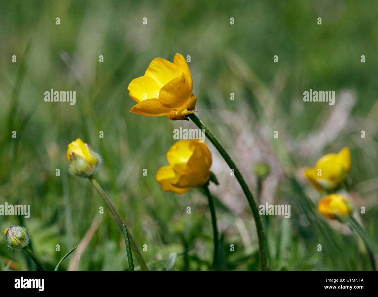 Renoncule bulbeuse. Hurst Meadows, West Molesey, Surrey, Angleterre. Banque D'Images