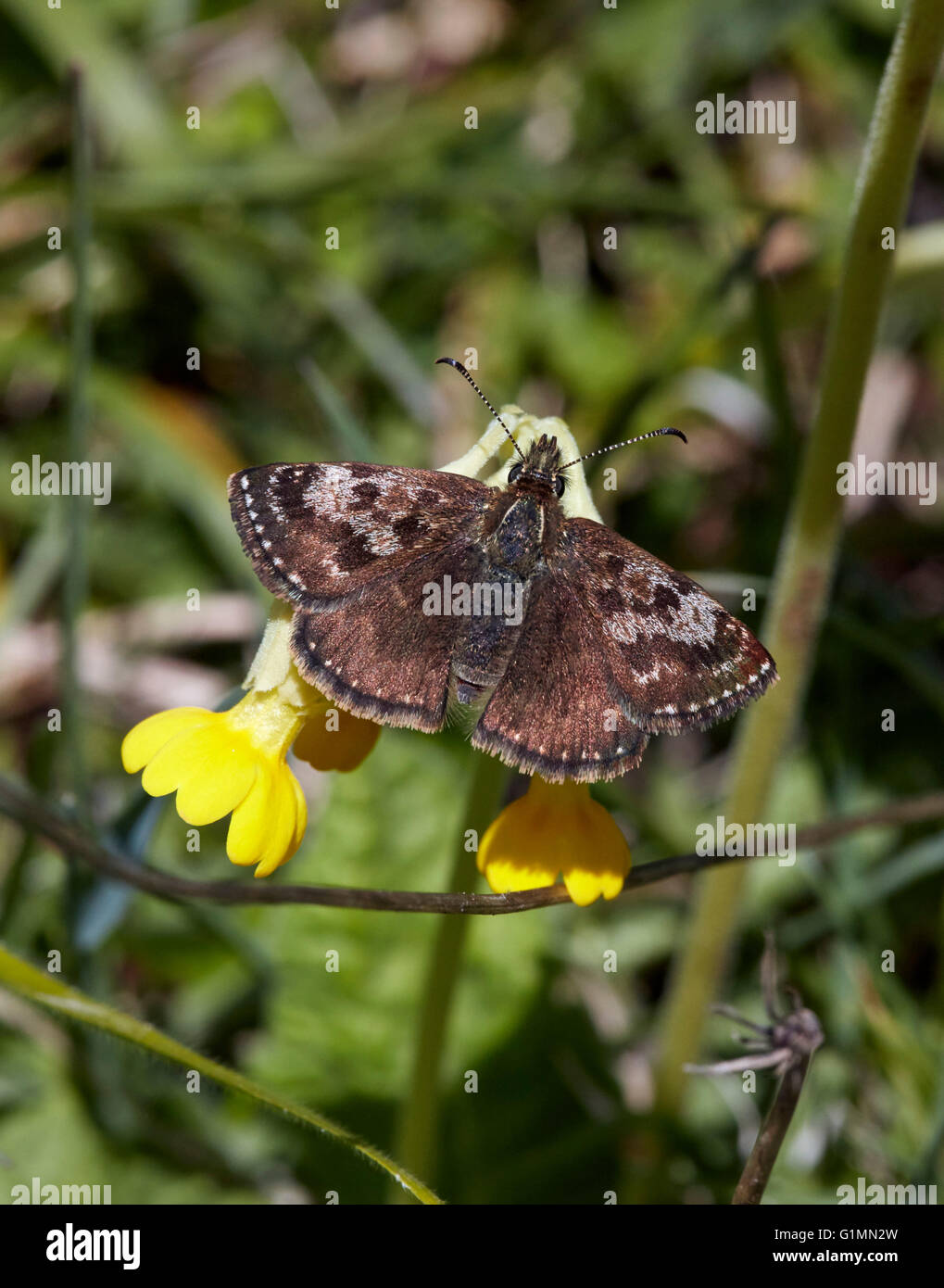 Dingy Skipper coucou bleu papillon sur fleur. Noar Hill nature reserve, Selborne, Hampshire, Surrey, Angleterre. Banque D'Images