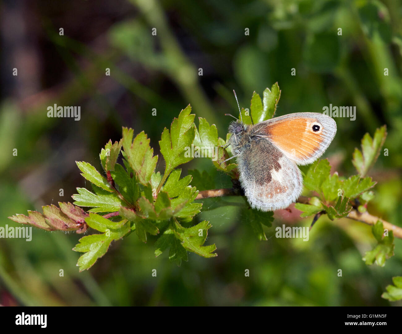 Petit Heath perché sur l'aubépine. Howell Hill nature reserve, Ewell, Surrey, Angleterre. Banque D'Images
