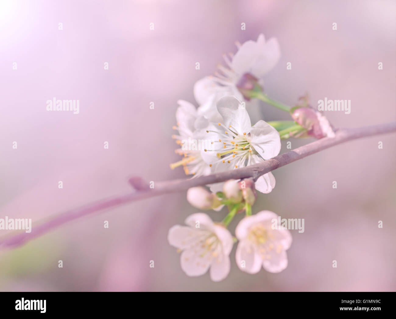 Belle floraison printanière de la direction générale de l'établissement apple tree en rose Banque D'Images