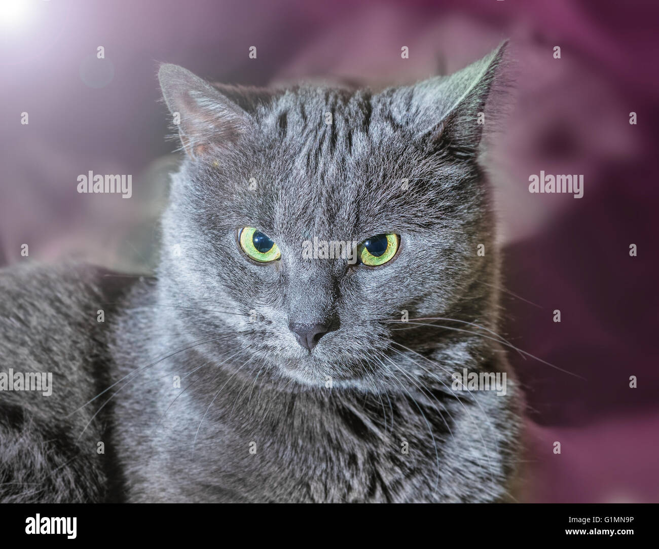 Beau gros chat gris avec regard mystérieux Banque D'Images