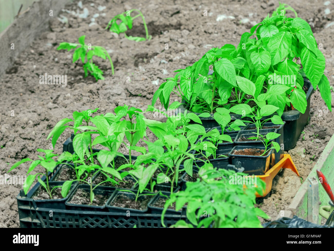 Les jeunes plants de choux vert dans des pots au jardin de printemps Banque D'Images