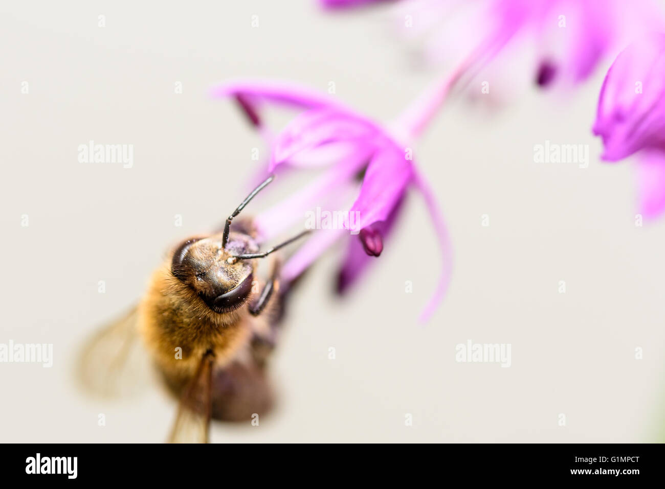 Macro Photo de Bee Gathering pollen de fleur d'Allium Purple Banque D'Images
