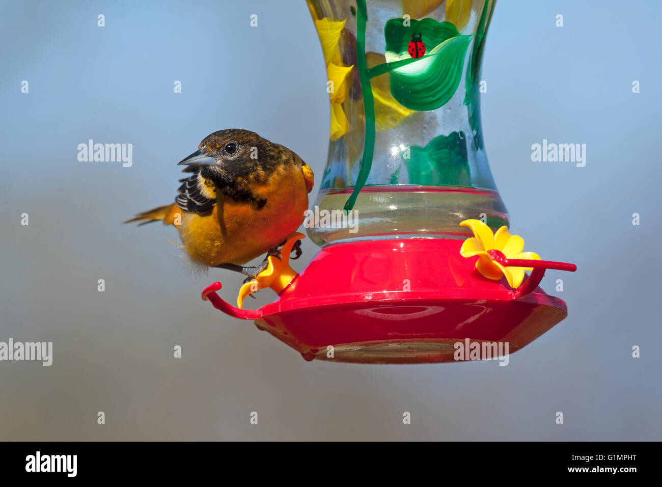 L'oriole de Baltimore femelle situé sur colibri au printemps Banque D'Images