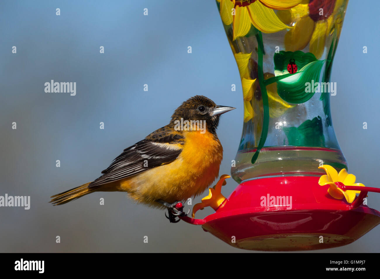L'oriole de Baltimore femelle situé sur colibri au printemps Banque D'Images