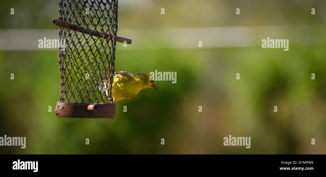 Le printemps apporte un peu jaune - oiseaux Chardonneret jaune (Spinus tristis). Banque D'Images