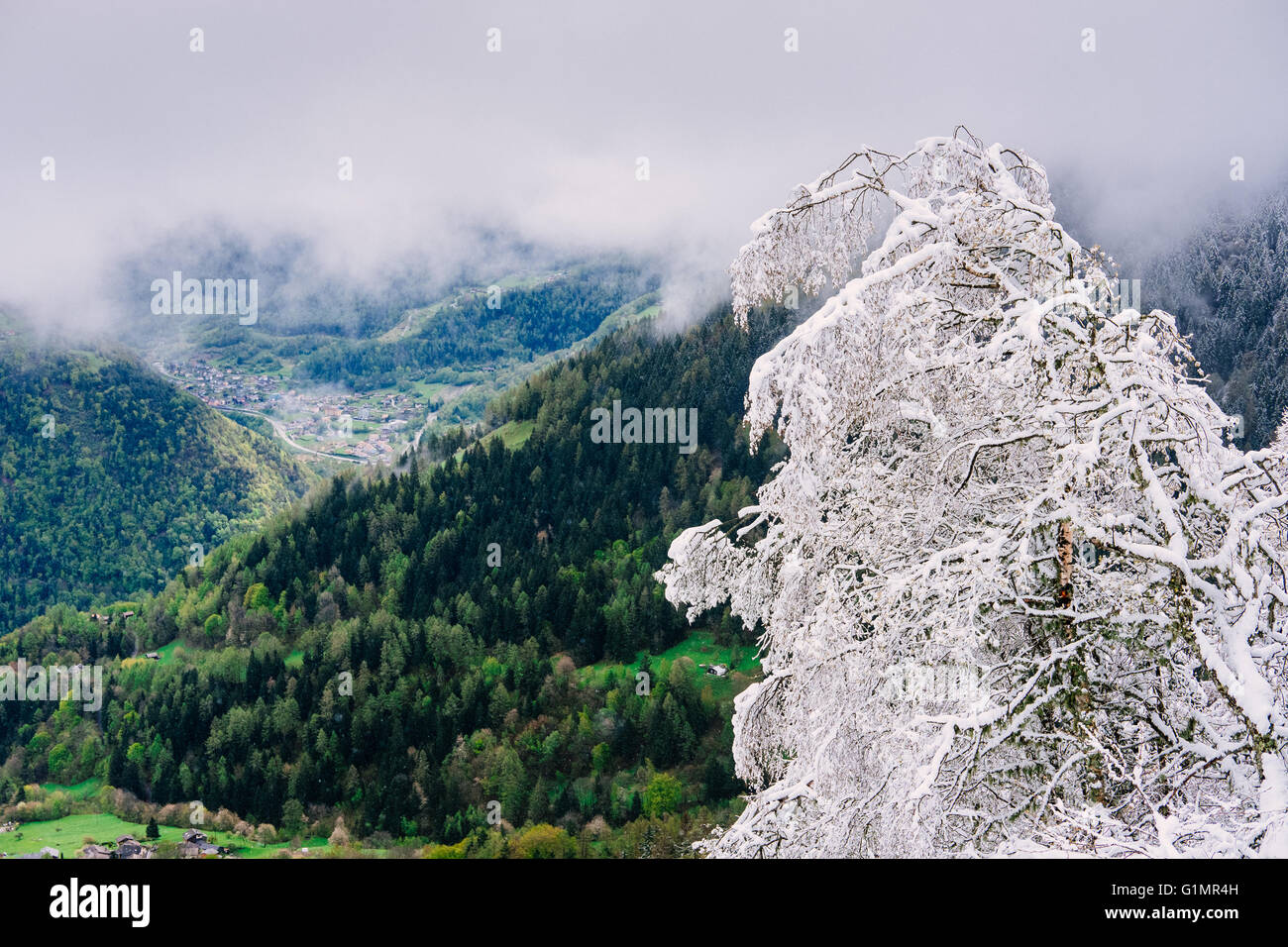 Un arbre gelé au-dessus de la vallée verte, col de la Forclaz en avril, Suisse Banque D'Images