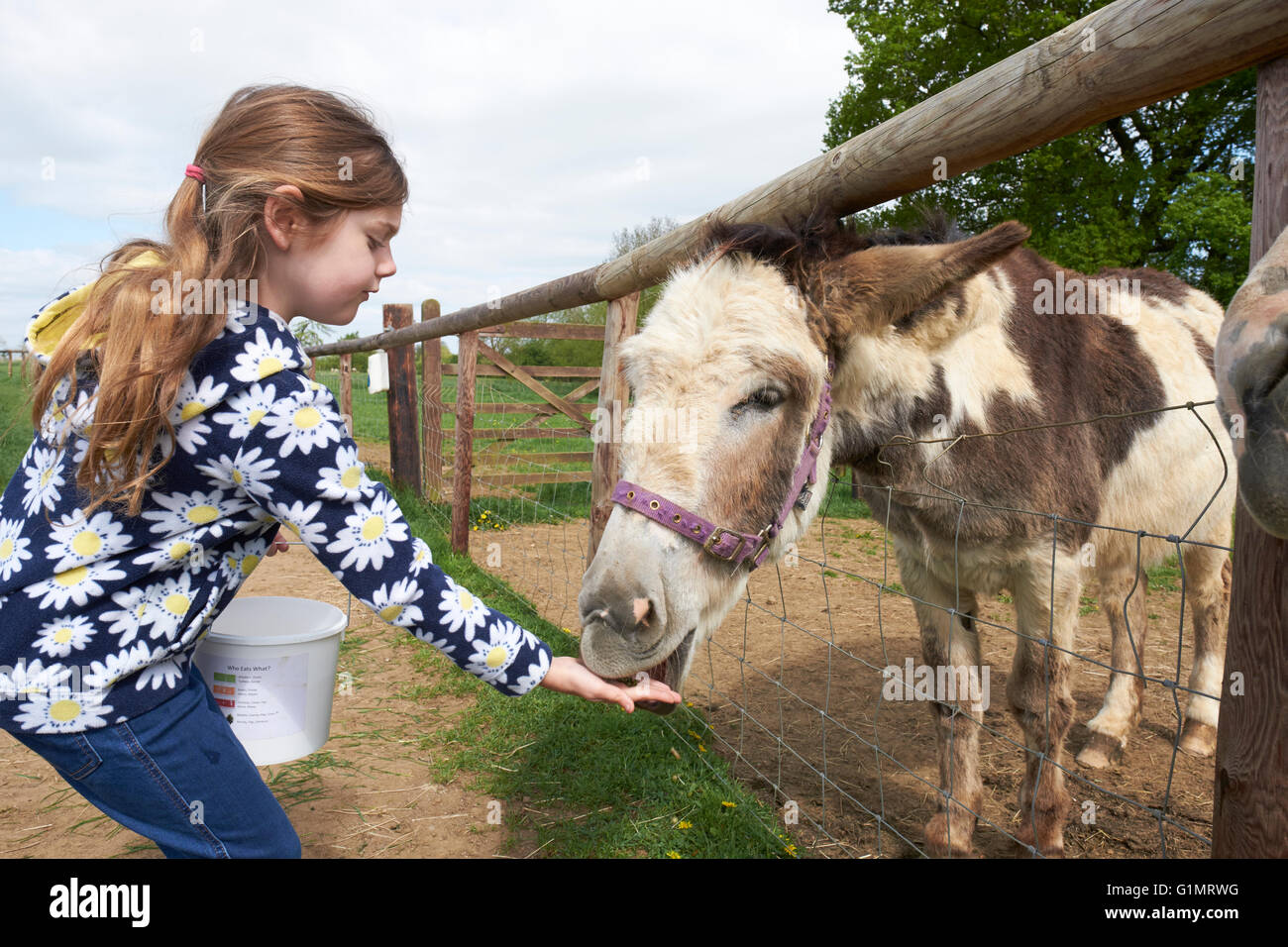 Jeune fille Main Nourrir un âne dans un champ Banque D'Images