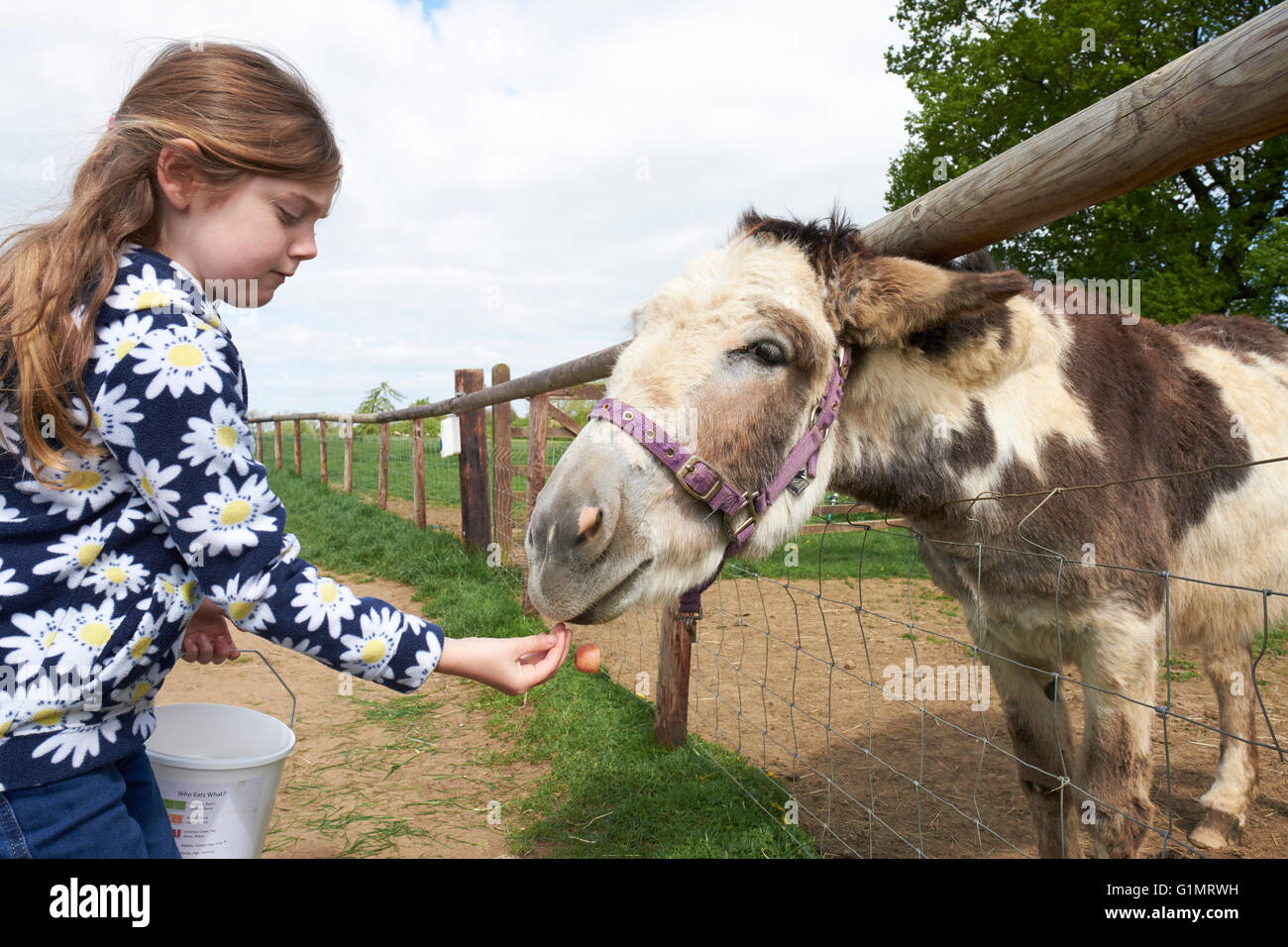 Jeune fille Main Nourrir un âne dans un champ Banque D'Images