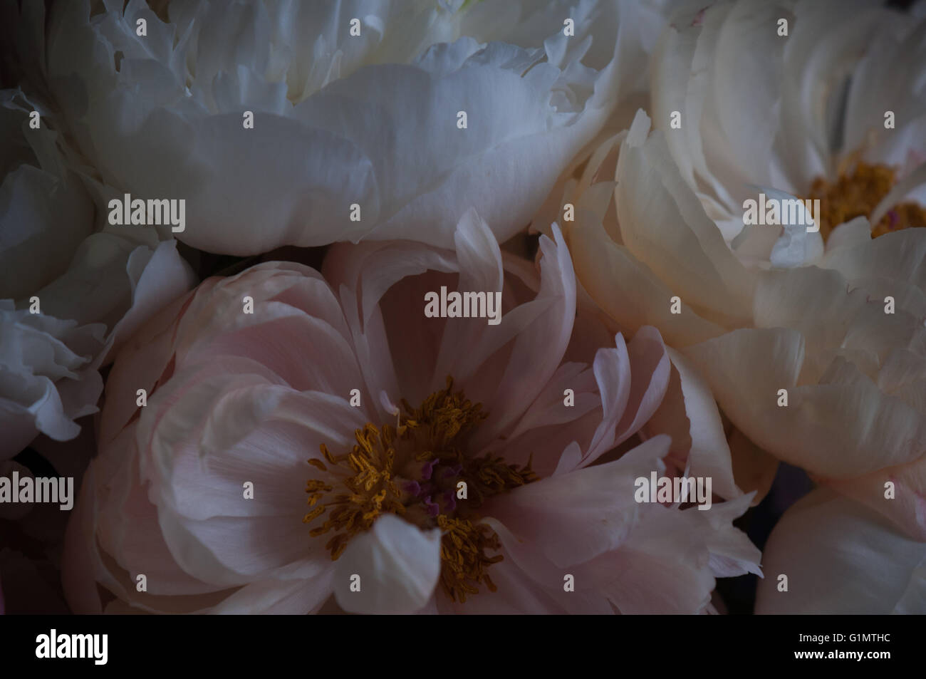 Un close-up de délicates pivoines blanches et roses en lumière sombre Banque D'Images