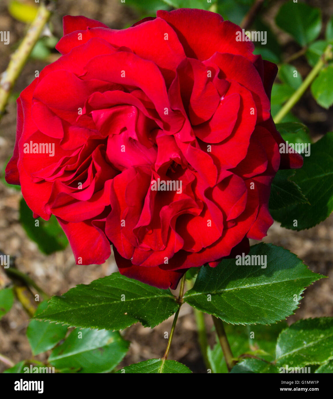 La cerise noire Rose du Woodland Park Rose Garden à Seattle Banque D'Images