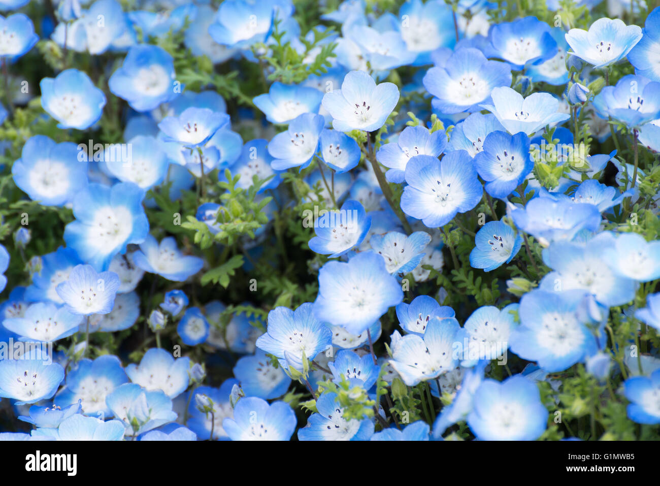 Tapis de Nemophila, ou des yeux fleur bleu bébé Banque D'Images