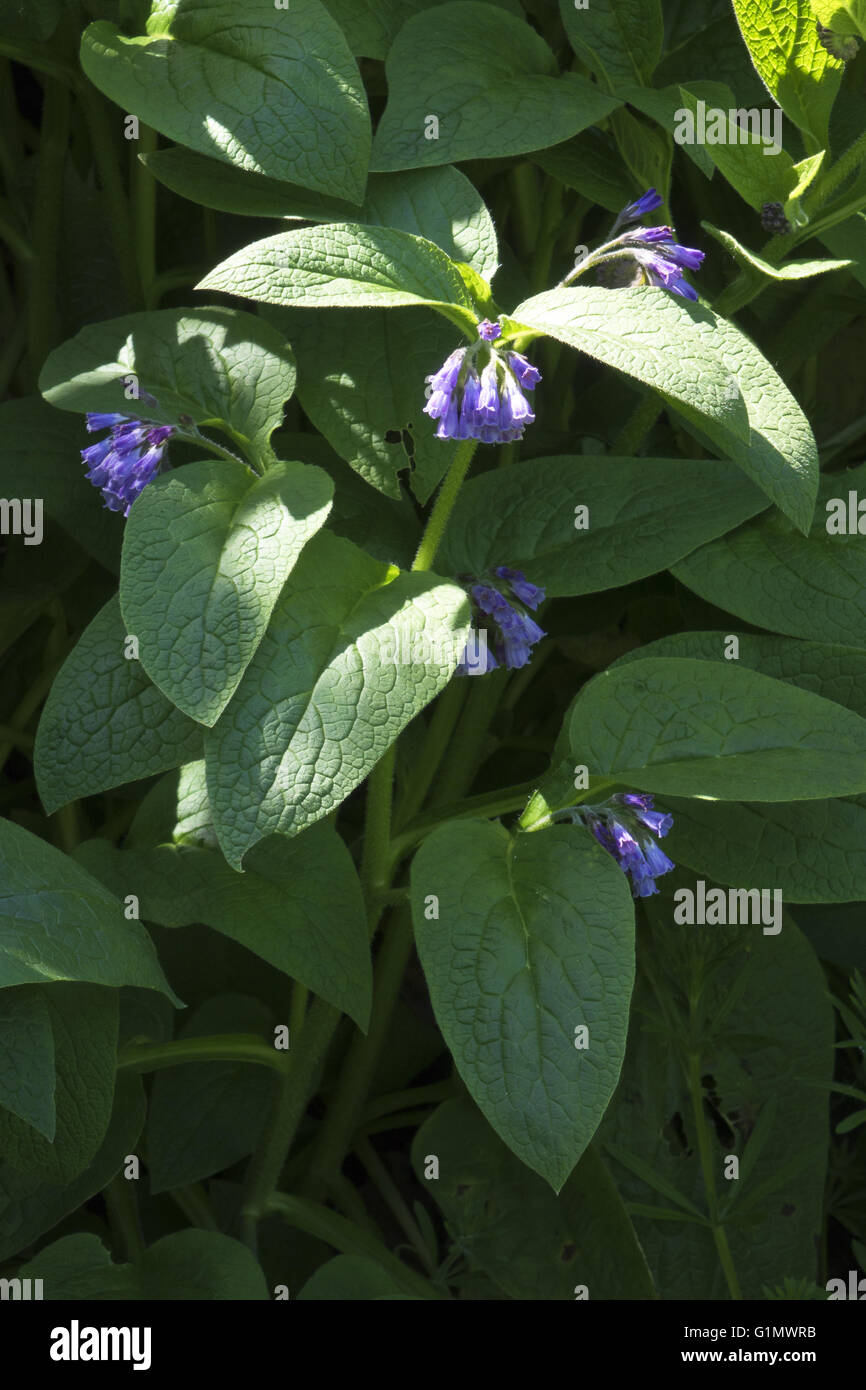 Symphytum officinale Consoude commun flower Banque D'Images