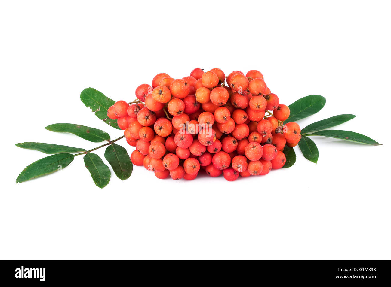 Rowan berry Sorbus aucuparia sur fond blanc Banque D'Images