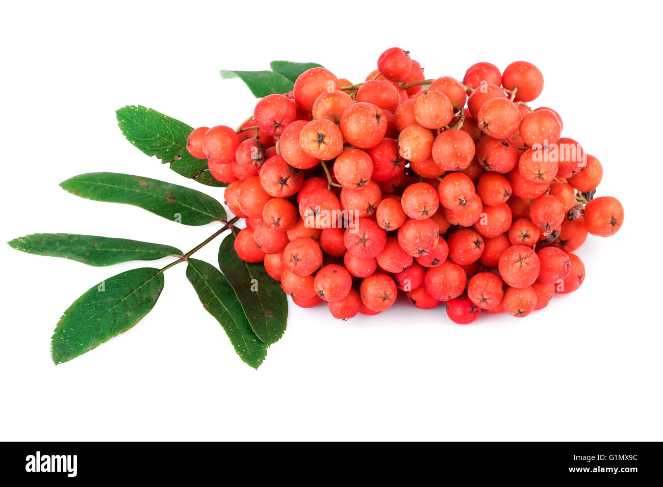 Rowan berry avec des feuilles rouge sur blanc Banque D'Images
