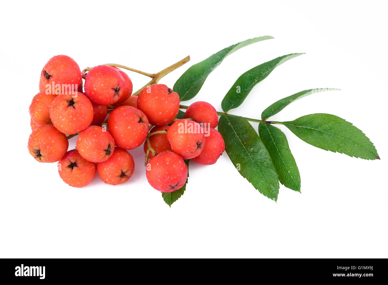 Rowan berry branch. Libre. Banque D'Images