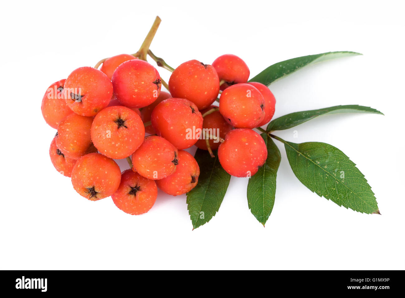 Rowan berry (Sorbus aucuparia). Libre. Banque D'Images