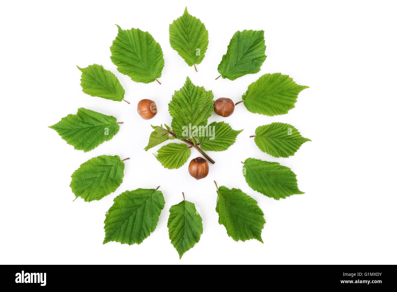 Modèle de noisettes avec des feuilles vertes en forme ronde sur blanc. Vue d'en haut. Banque D'Images