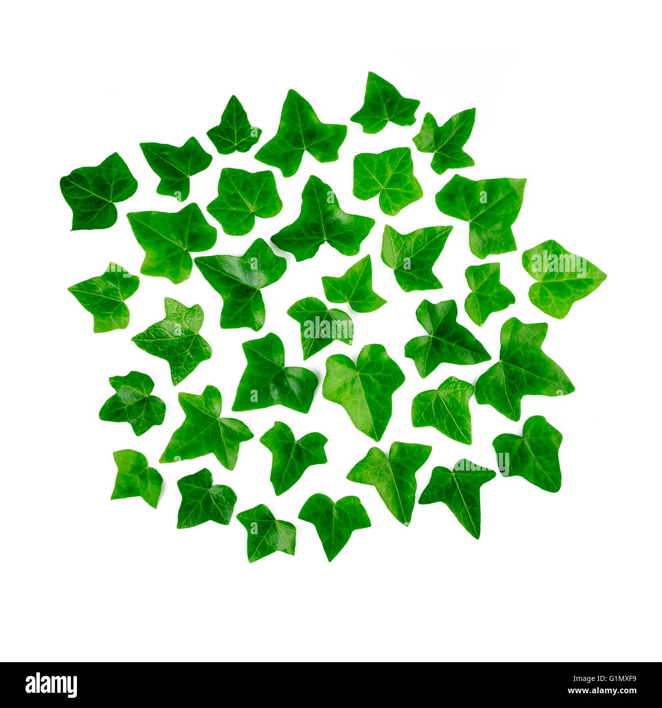 Motif lumineux vert de feuilles de lierre. Ornement de feuilles vertes ivy isolé sur fond blanc. Banque D'Images