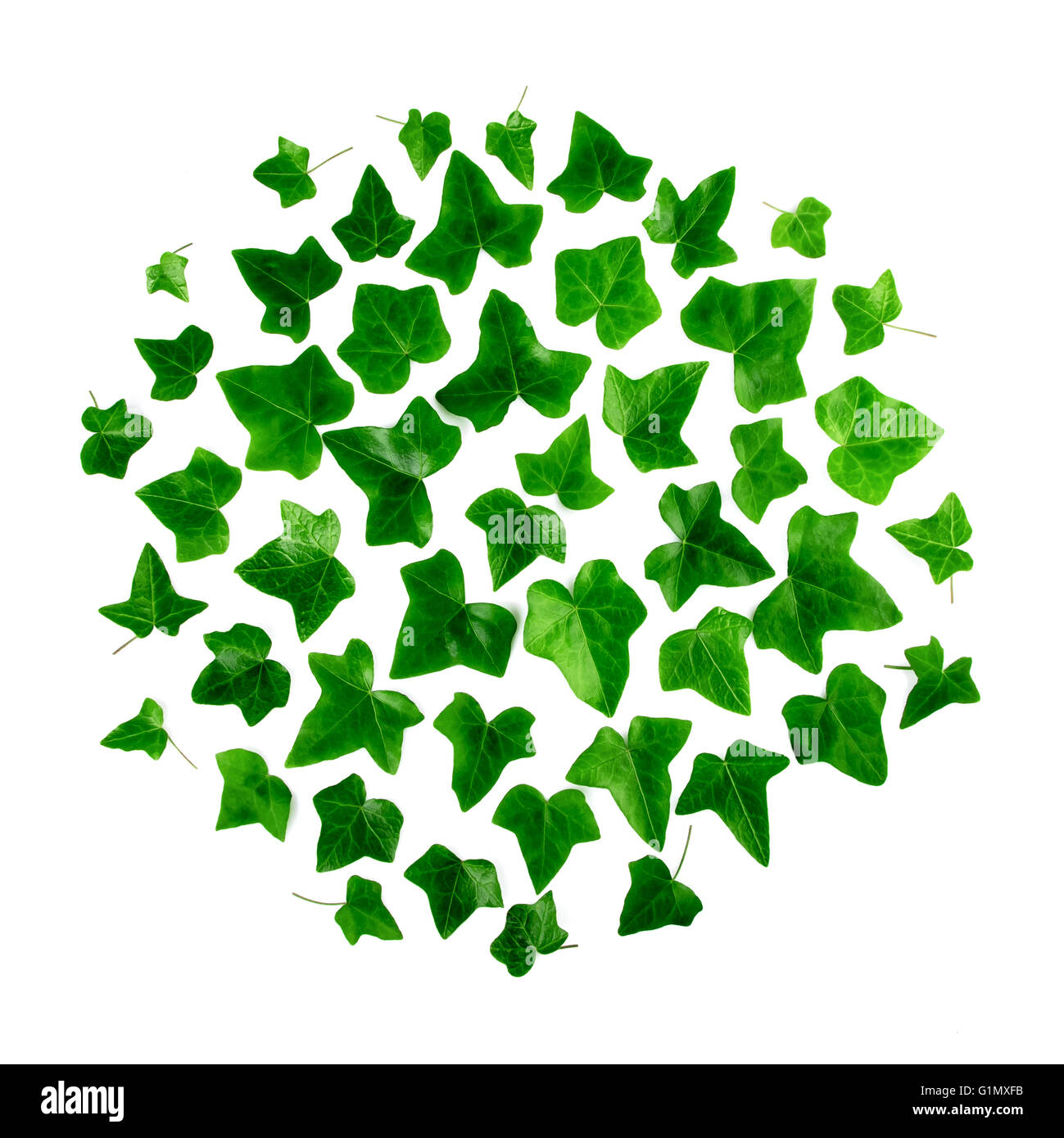 Motif rond vert de feuilles de lierre sur fond blanc. Mise à plat, vue du dessus. Banque D'Images