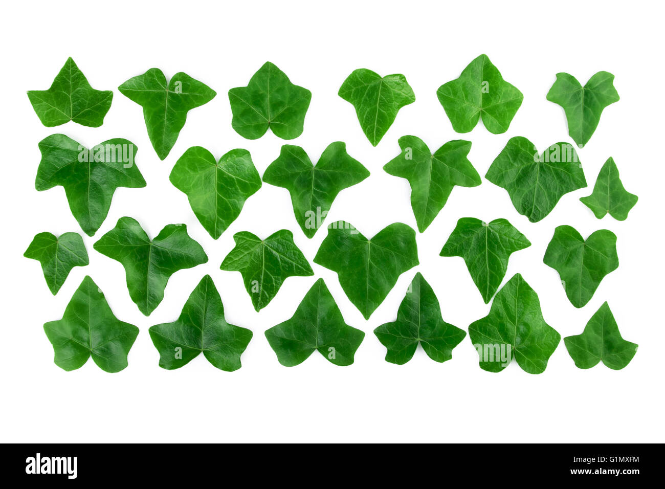 Dessin ligne de feuilles de lierre vert isolé sur fond blanc. Mise à plat. Banque D'Images