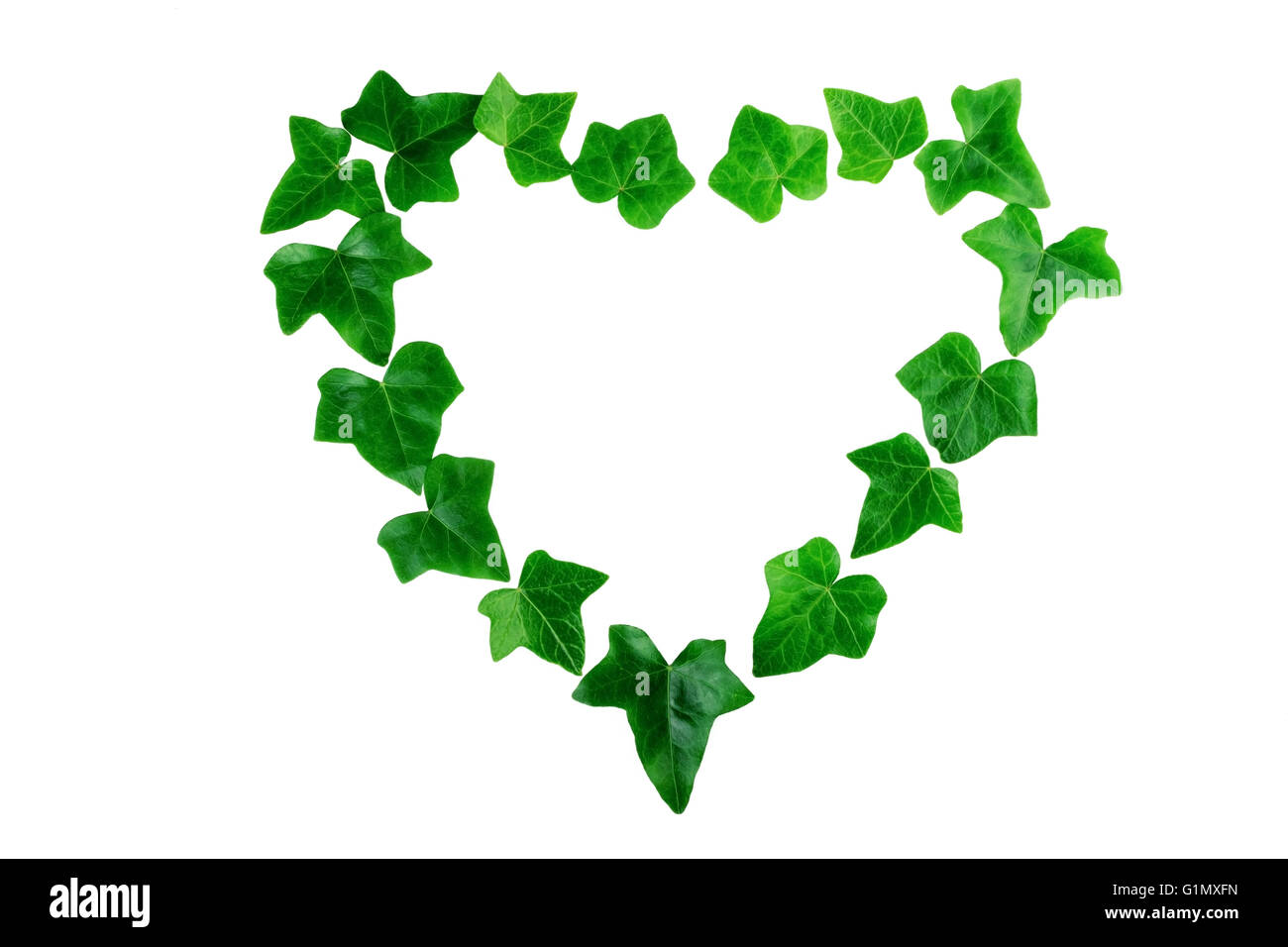 Feuilles de lierre vert en forme de coeur sur fond blanc. Mise à plat. Banque D'Images
