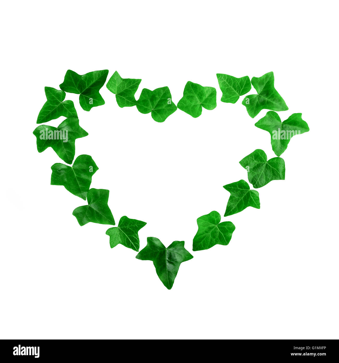 Coeur vert motif de feuilles de lierre sur fond blanc. Mise à plat. Banque D'Images