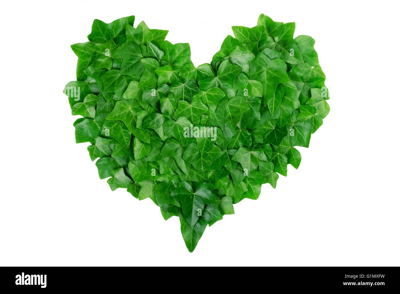 Coeur vert fait de feuilles de lierre sur fond blanc. Natural organic concept. Banque D'Images