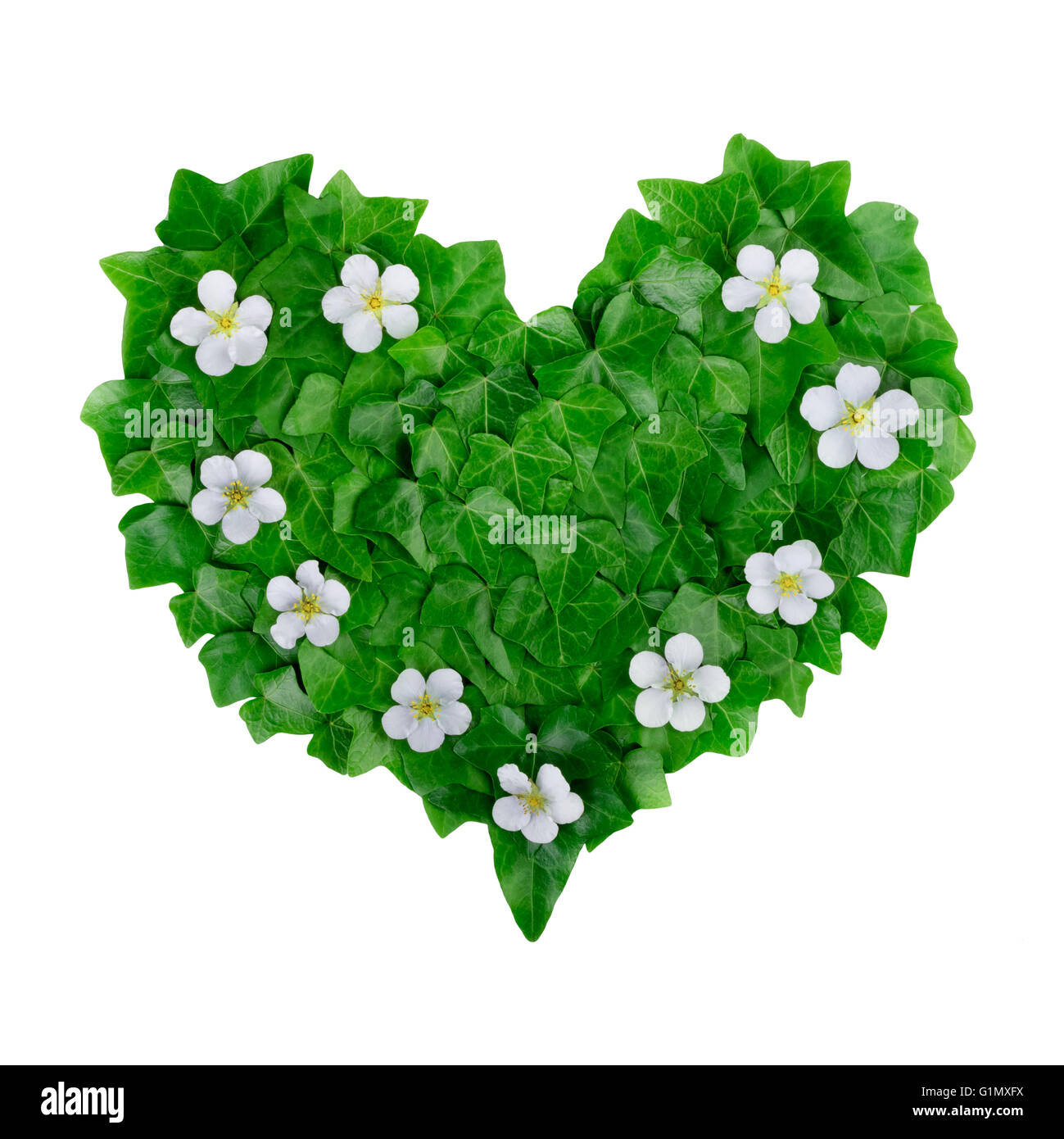 Natural green heart pattern faite de feuilles de lierre et de fleurs blanches. Mise à plat. Banque D'Images