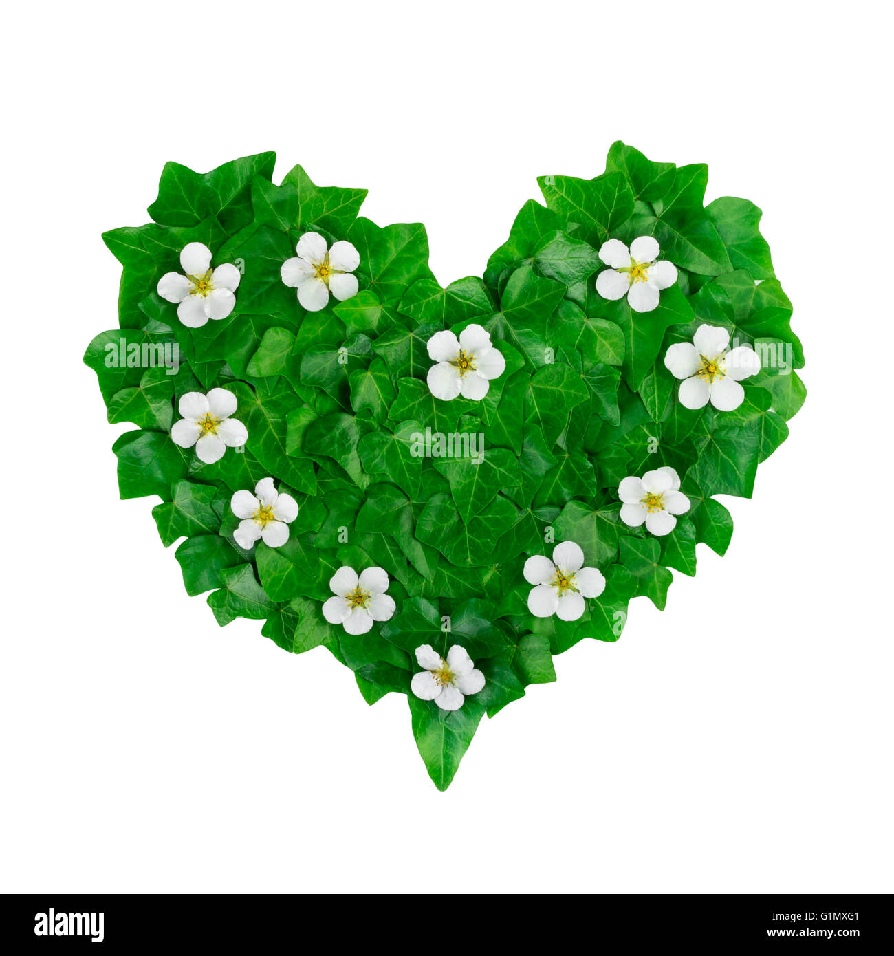 Coeur vert motif de feuilles de lierre et de fleurs blanches. Arrangement naturel créative faite de feuilles de lierre vert. Banque D'Images