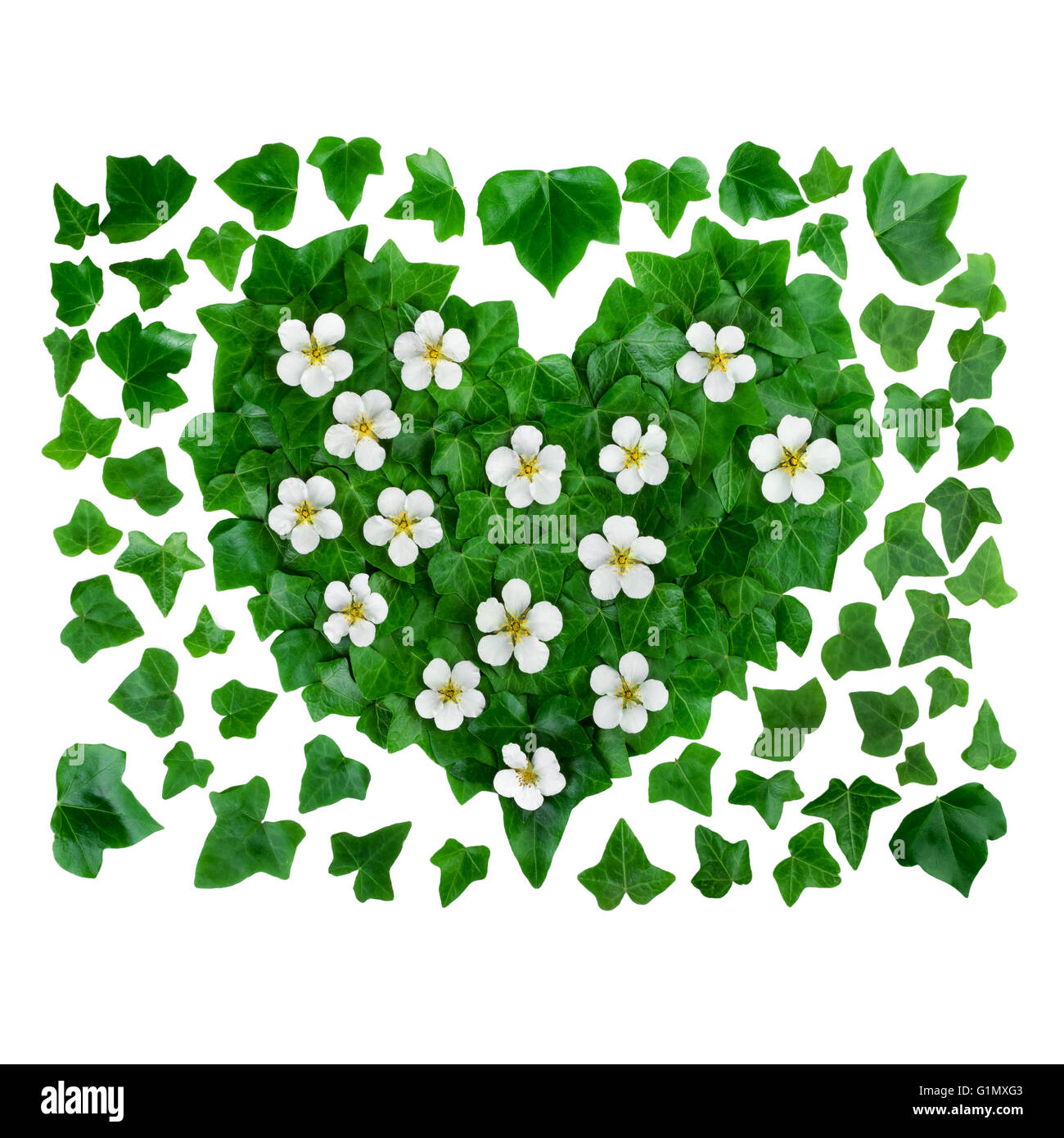 Motif de fond organique naturelle faite de feuilles de lierre vert et de fleurs blanches. Mise à plat. Banque D'Images