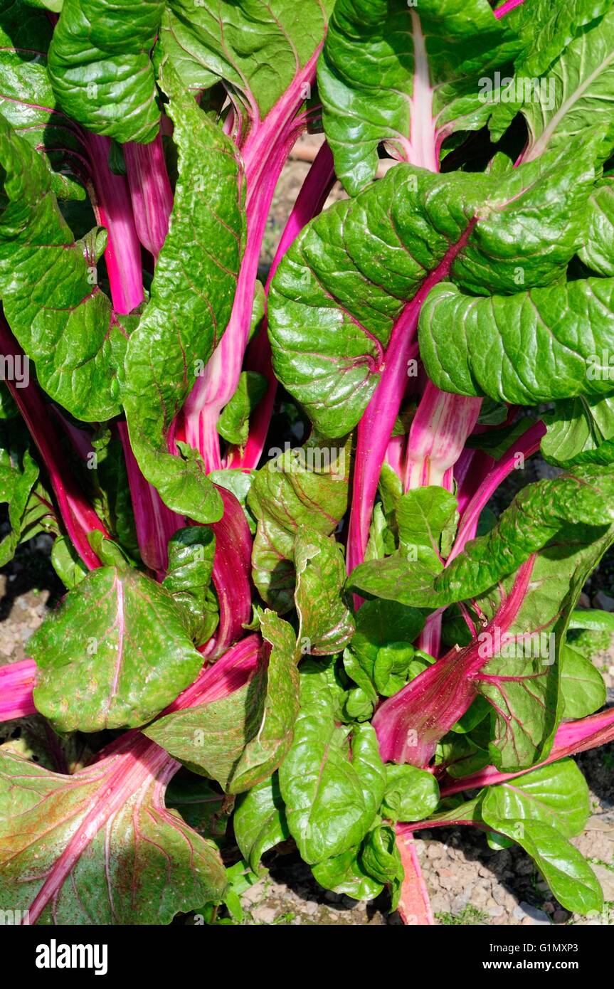 Chard Beta vulgaris cicla subs Passion Rose Banque D'Images