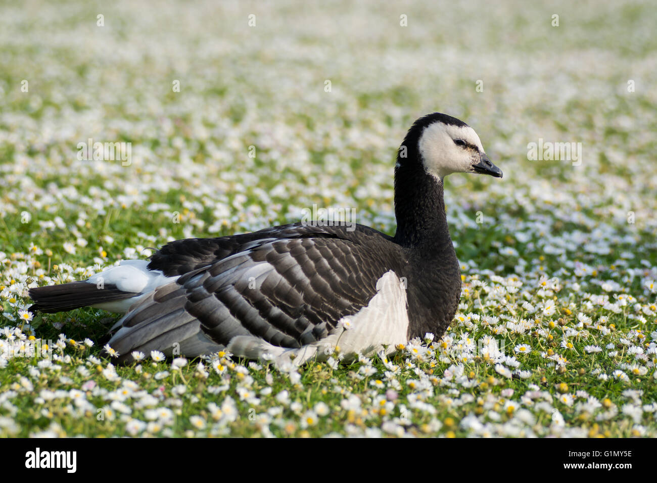 Bernache nonnette (Branta leucopsis). Oiseau Noir et blanc dans la famille des Anatidés, assis parmi les herbes courtes avec marguerites en fleurs Banque D'Images