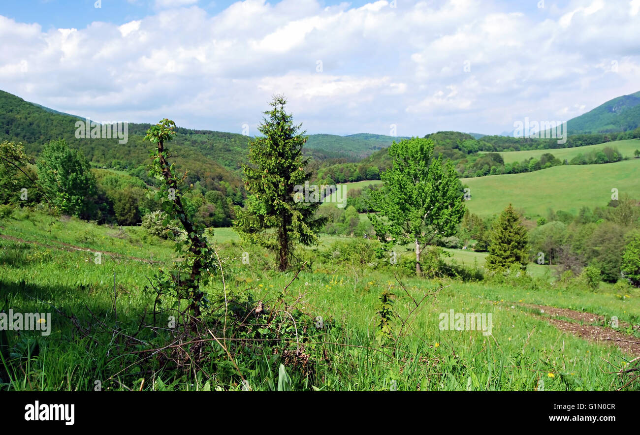 Spring Mountain meadow avec de petits arbres et collines en arrière-plan dans Ladce Strazovske vrchy, près de village de Slovaquie Banque D'Images