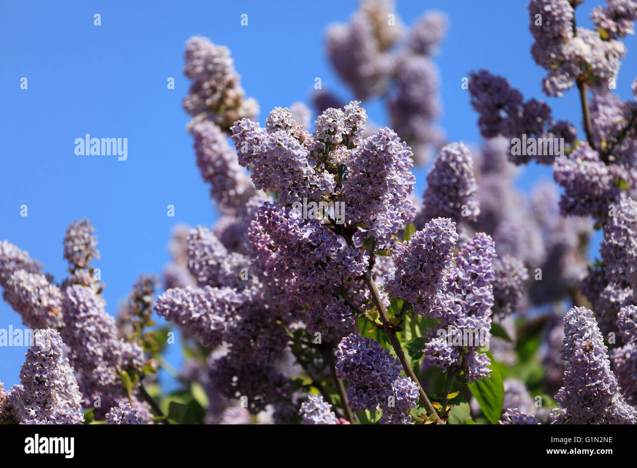 Lilas en fleur. Banque D'Images