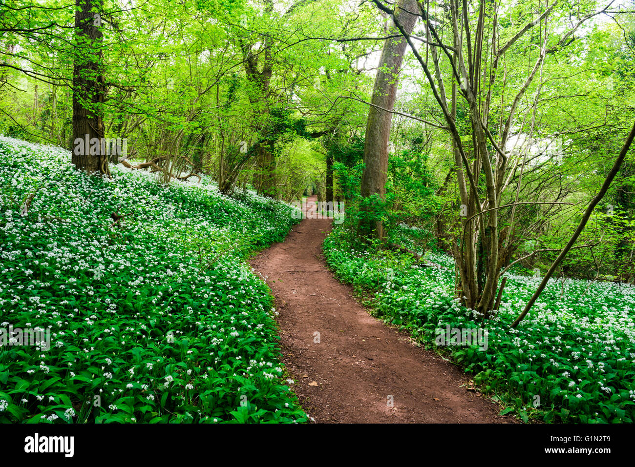 Bien que la voie dans un bois Ramsons anglais. Avant de bois, de Portbury, North Somerset, Angleterre. Banque D'Images