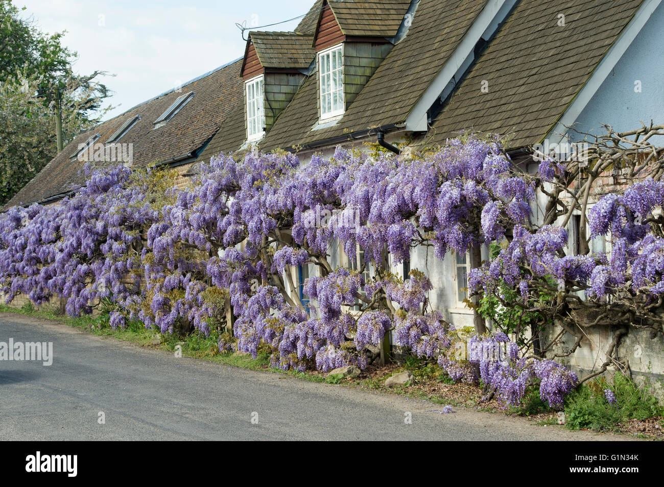 Glycine recouvrant la façade de Wisteria cottage dans Shillingford, Oxfordshire, Angleterre Banque D'Images