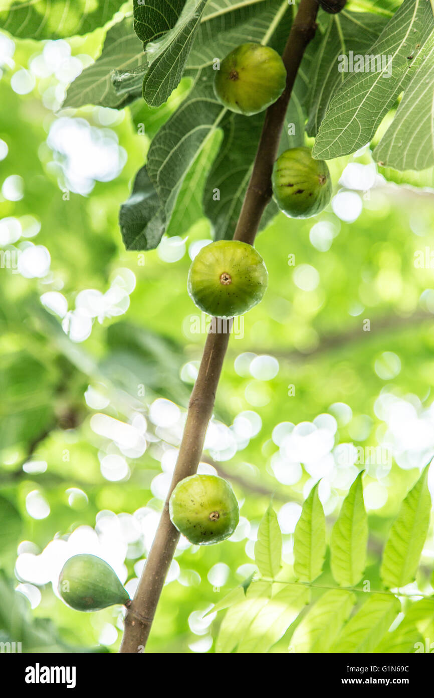 Les fruits sur l'arbre Fig. Banque D'Images