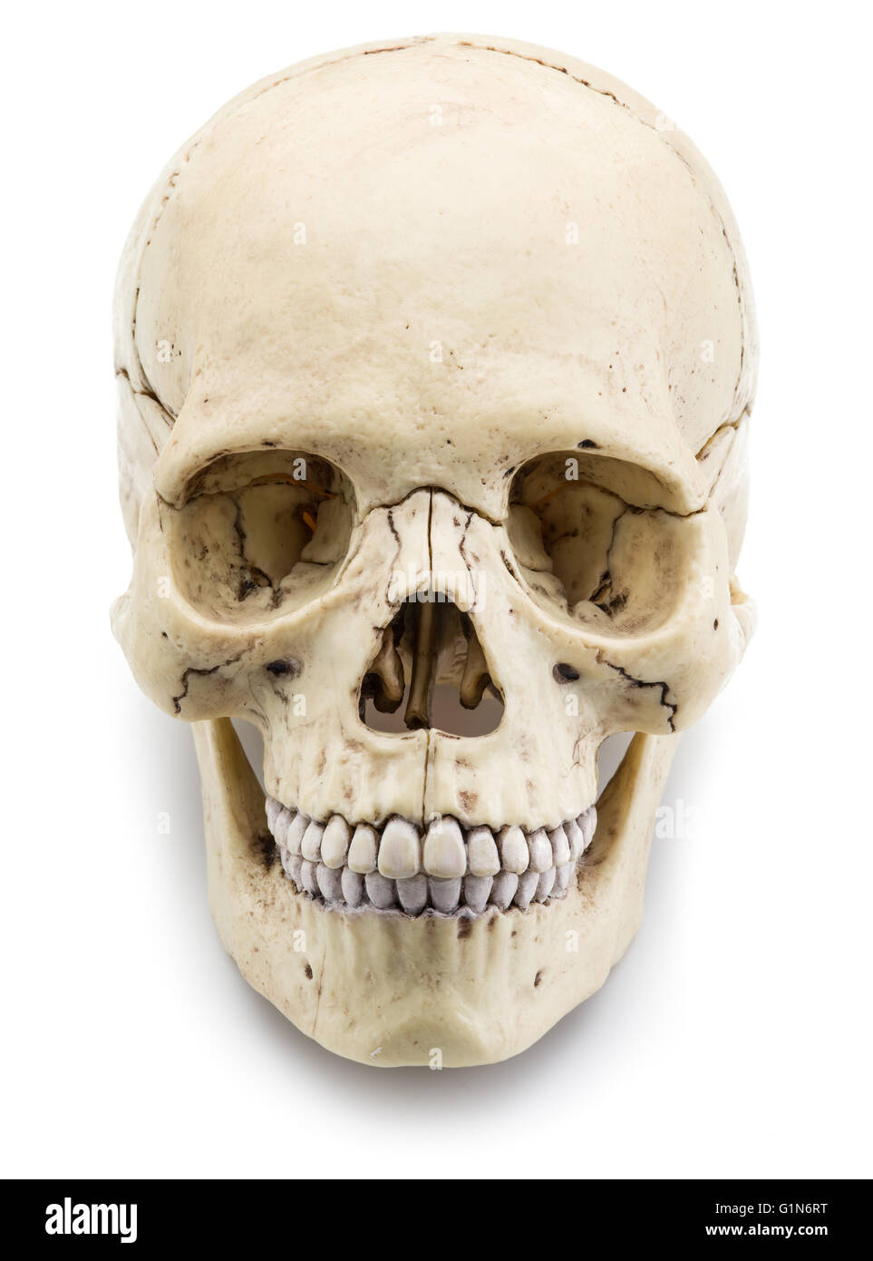 Modèle de crâne isolé sur un fond blanc. Banque D'Images
