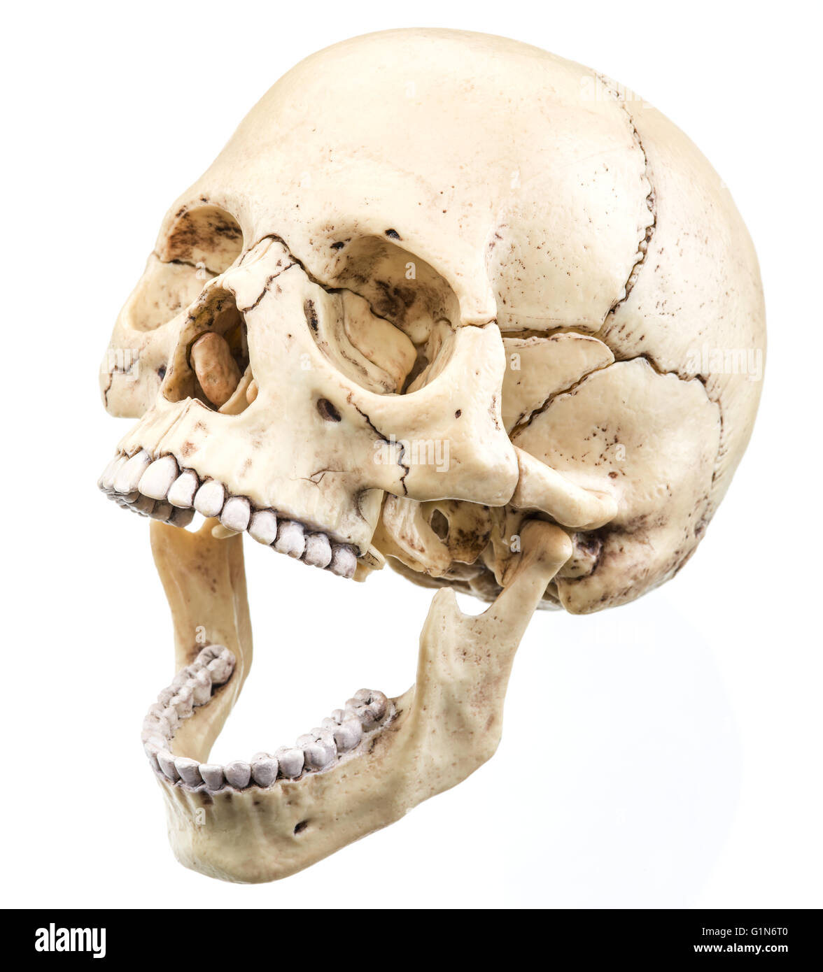 Modèle de crâne isolé sur un fond blanc. Fichier contient des chemins de détourage. Banque D'Images