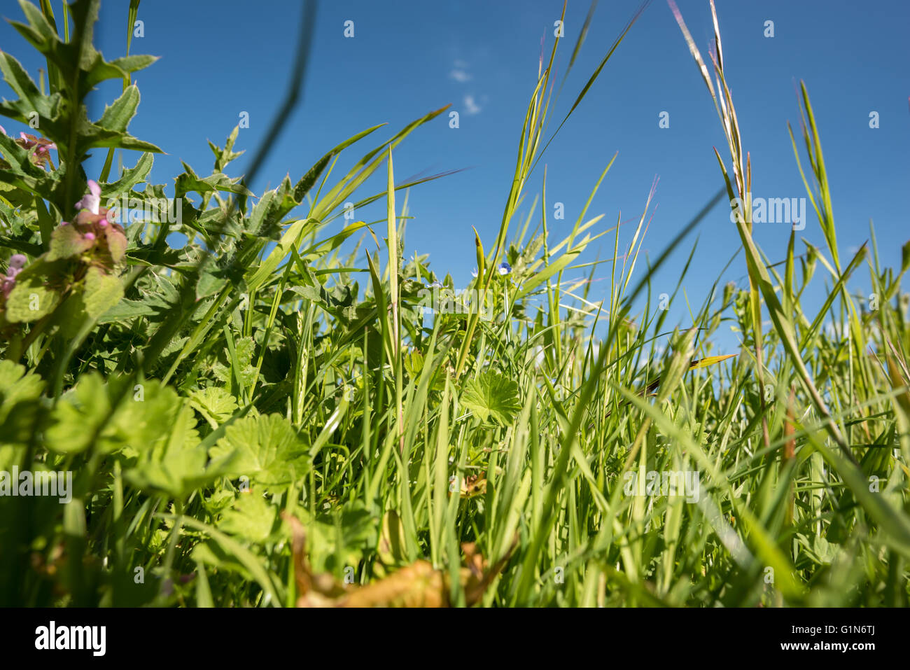 Green field and blue sky Banque D'Images