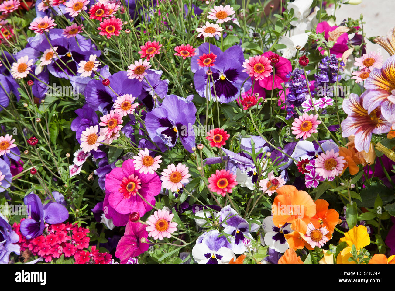 Fleurs d'été dans la région de Breckenridge, Colorado. Banque D'Images