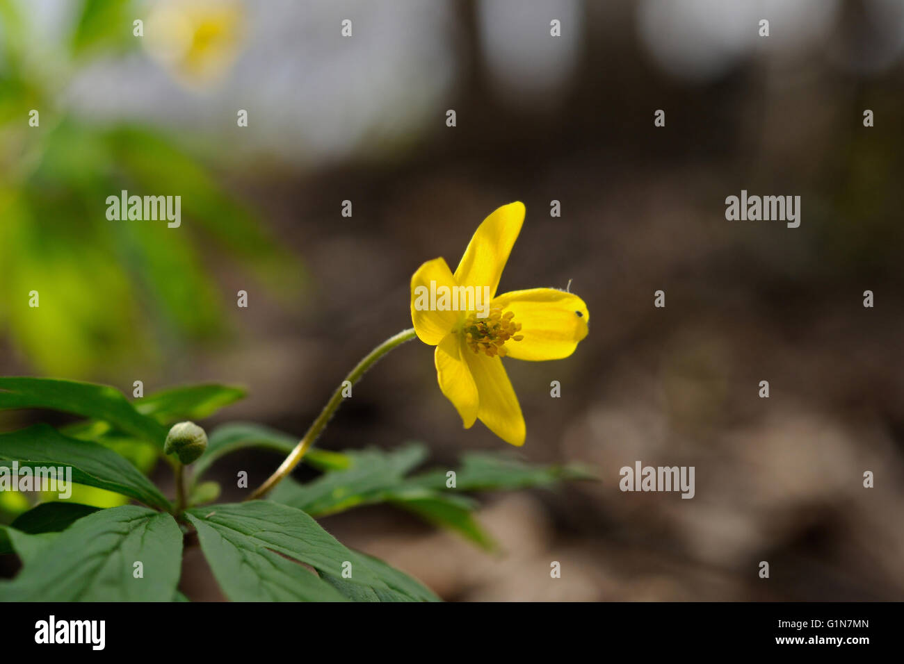 Anémone jaune floraison dans son milieu naturel, Moscou, Russie Banque D'Images