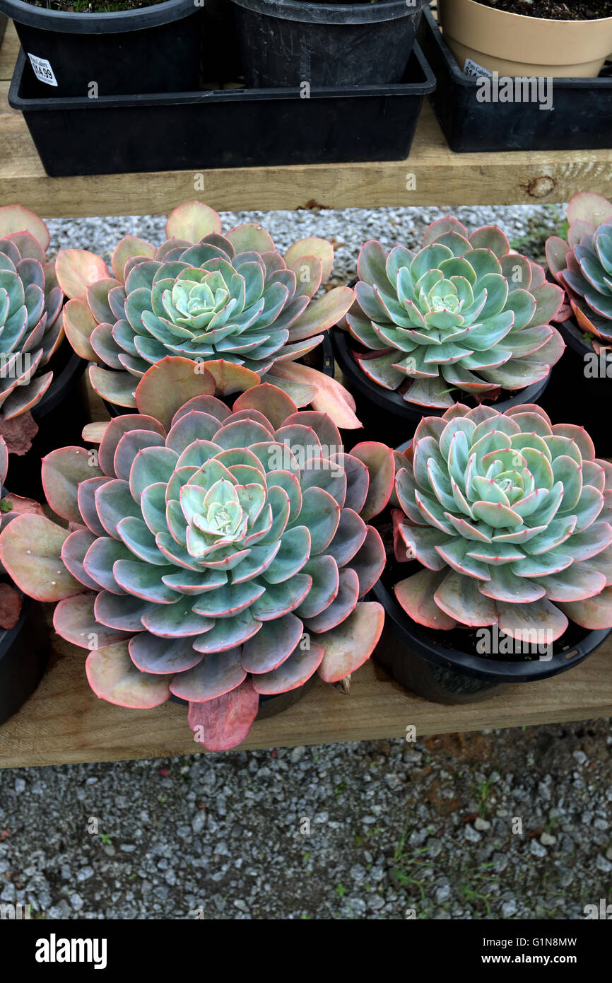 Succulentes echeveria croissant dans un pot Banque D'Images