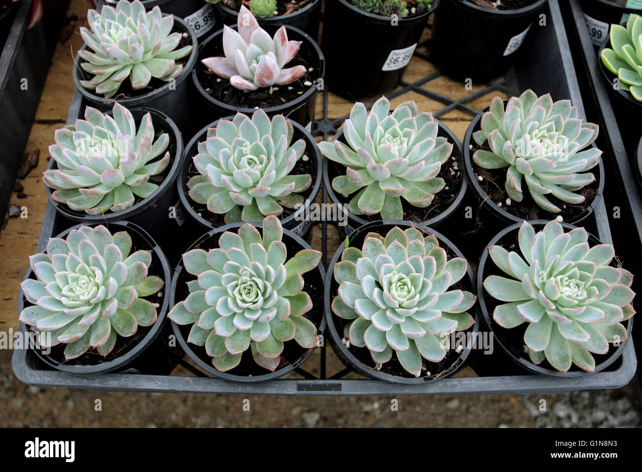 Succulentes echeveria croissant dans un pot Banque D'Images